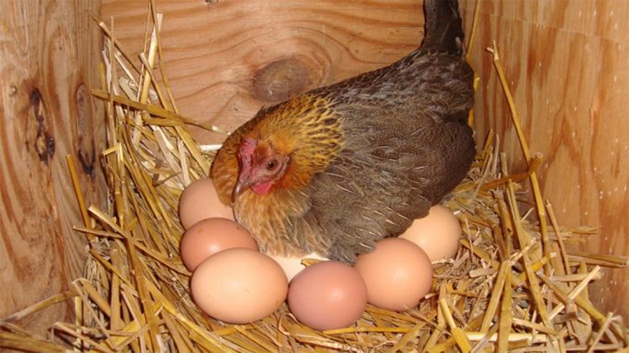 为什么母鸡可以天天下蛋别的动物却不行