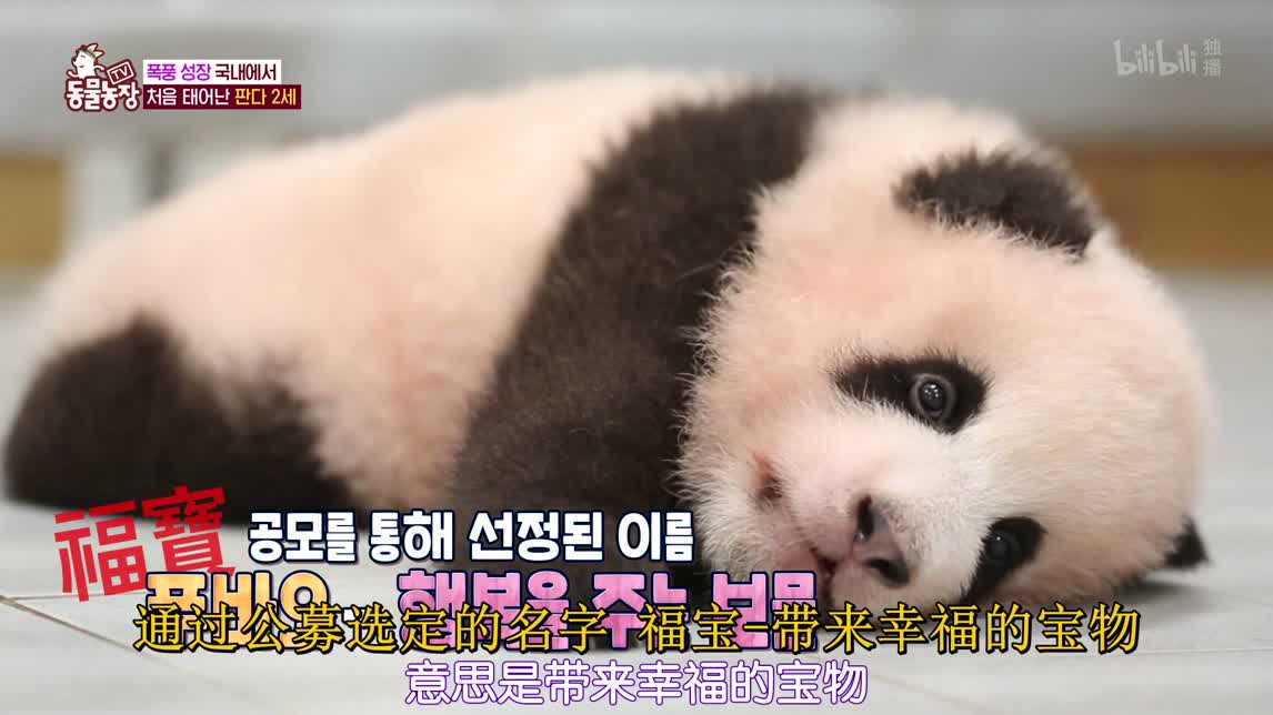 《动物农场》20210117 上 带来幸福的熊猫宝宝