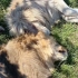 狮子奇魄、凯和奇克抱在一起睡午觉