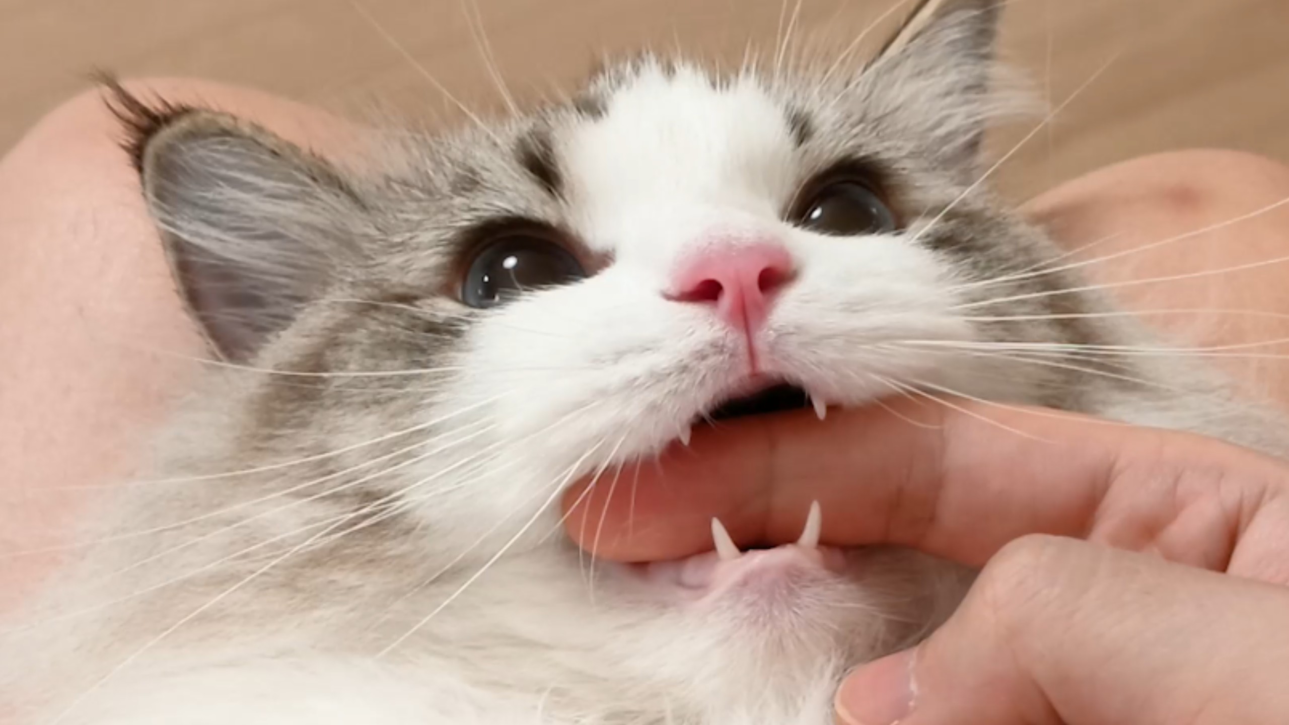 当我打断小猫哈气...