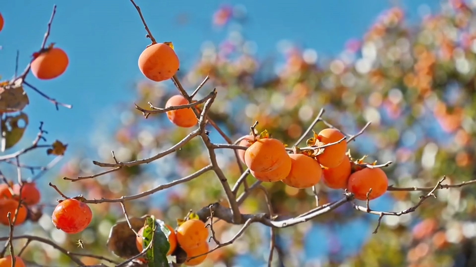 【空镜素材】冬天的柿子树