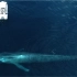 地球史上最大的动物 蓝鲸
