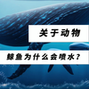 第47集｜科普知识【鲸鱼为什么会喷水