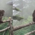 峨眉山猴子安静炫矿泉水，游客突然一个动作女子怒了：太没素质！