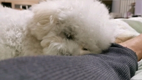 怎么教狗狗握手坐下 68b56190a4be773a6b36d5c6248b8b38187fb053.jpg@280w_158h_1c_100q.jpg