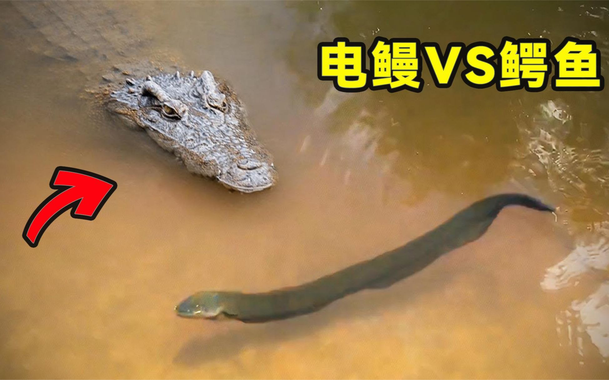 鳄鱼碰上水中"高压线"电鳗,究竟是鱼死鳗手,还是鳗入鱼口?