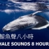 放松 冥想 海底鲸鱼声八小时 / RELAXING, MEDITATION: WHALE SOUNDS 8 HOURS
