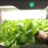 小米有品智能家居 小绿弟智能种植机 室内种菜 无土栽培 有机蔬菜 真实用户体验分享