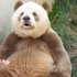 棕色小可爱  熊猫七仔！！！