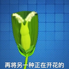 央视教你做杂交水稻
