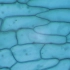 小学三年级——显微镜下的植物细胞