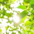视频素材 ▏k1570 4K高清画质唯美小清新绿叶阳光森林树叶光晕镜头树林空镜绿色环保公益保护大自然视频素材