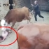 4岁娃跟奶奶进牛棚查看分娩母牛，不料其突然发狂追踩2人几十秒