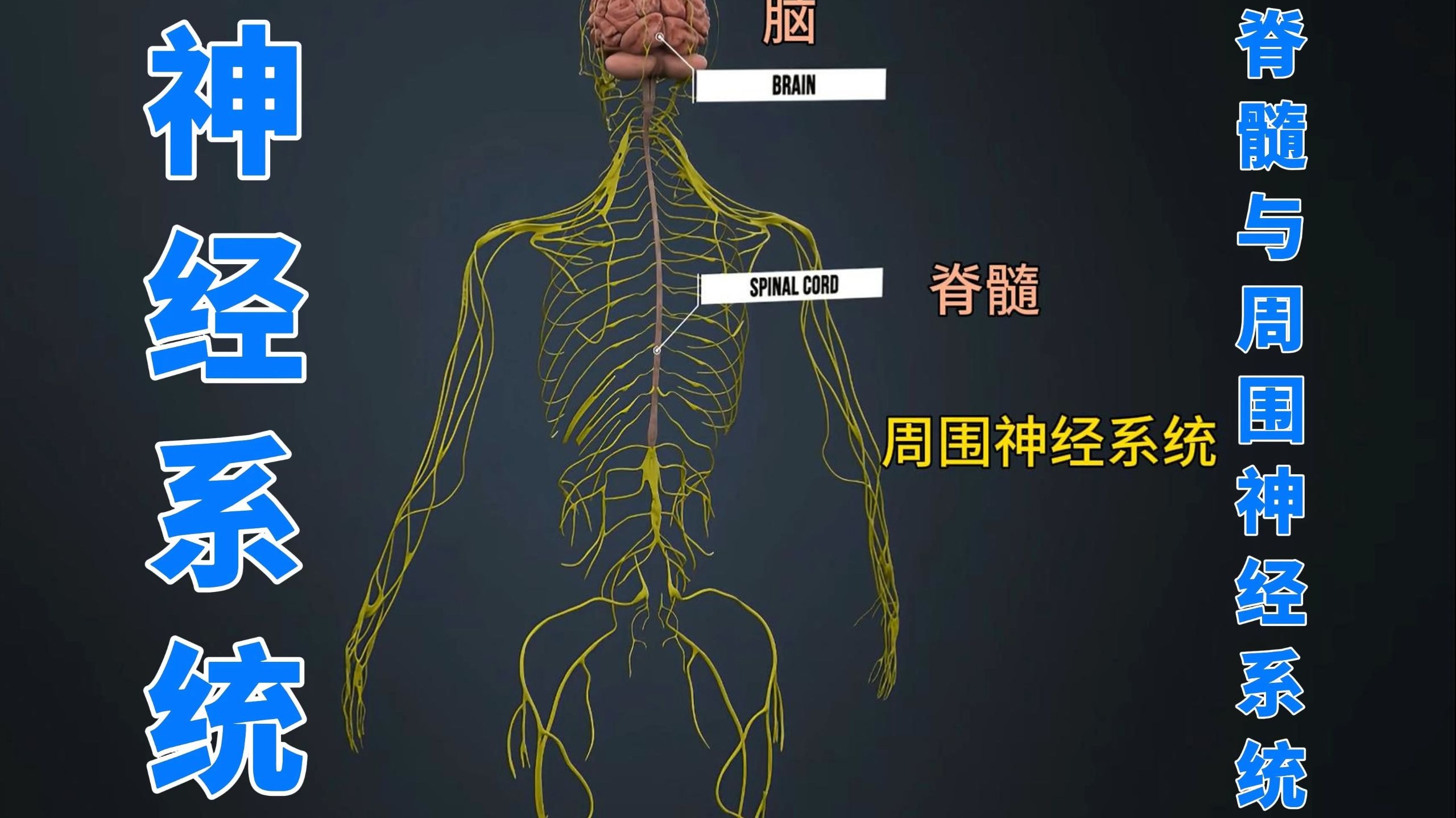 神经系统（一）-脊髓与周围神经系统