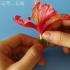 观察和解剖花的结构——朱槿花