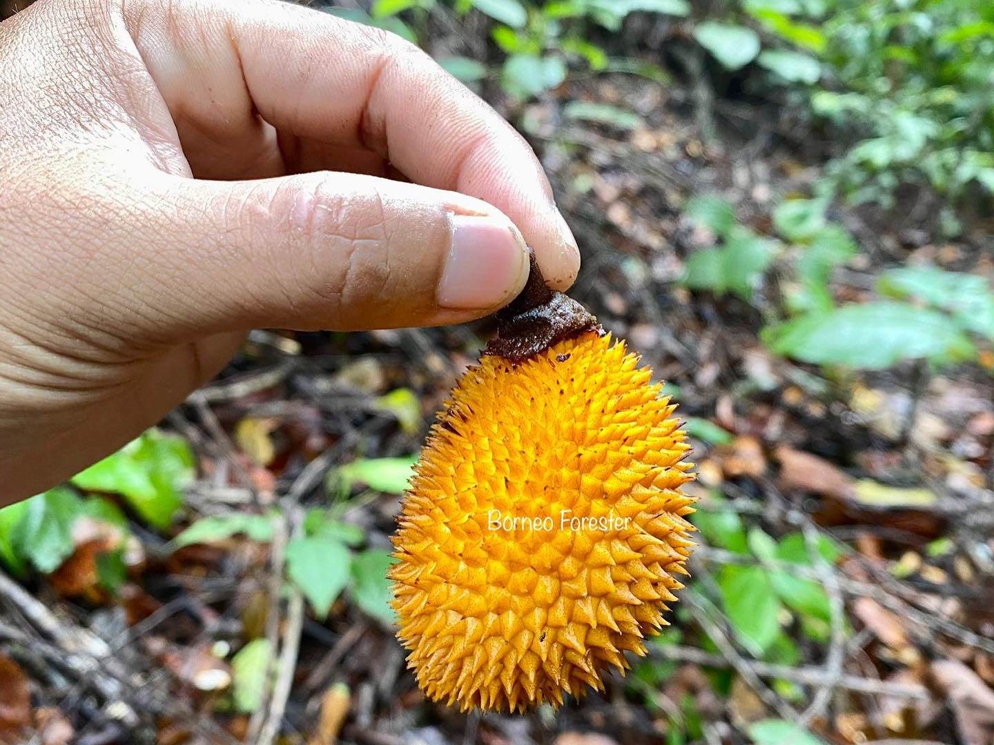 在婆罗洲，榴莲全靠捡，迷你“黄刺”榴莲谁能不爱