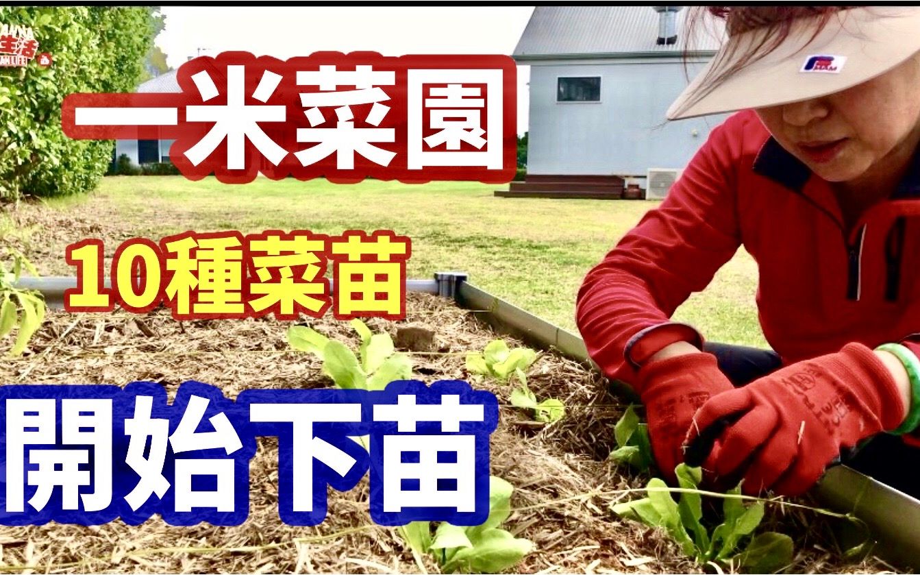 Joanna澳洲生活 一米菜园下苗啦 推荐seasol专门长根的有机营养素 2种辣椒苗 莴苣 茼蒿 生姜 大蒜 葱 罗勒 佛手瓜 紫扁豆 一共10种菜苗 哔哩哔哩