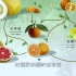 《影响世界的中国植物》关于柑橘家族的关系，这部纪录片讲得很清楚。