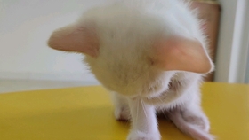 697ea9dbbcc1cd563807df19fc5ae4d357bcd23e.jpg@280w_158h_1c_100q.jpg