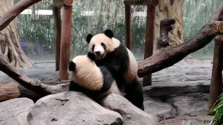 大熊猫饲养员来劝架