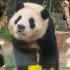 大熊猫福宝 卖了个萌被华妮暴打：不准可爱 要是被坏人偷走了怎么办？220416