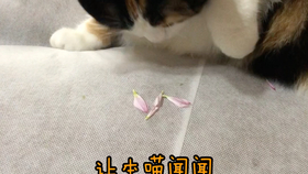 69d34671295b5689cc8bb180d708a94dfea492c7.jpg@280w_158h_1c_100q.jpg