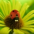 78集全【微观小世界1~4季】这部纪录片会让你爱上大自然里的小昆虫，仔细观察这个世界