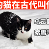 在古代，你家猫咪可能叫这个名字！ 【猫咪趣事EP