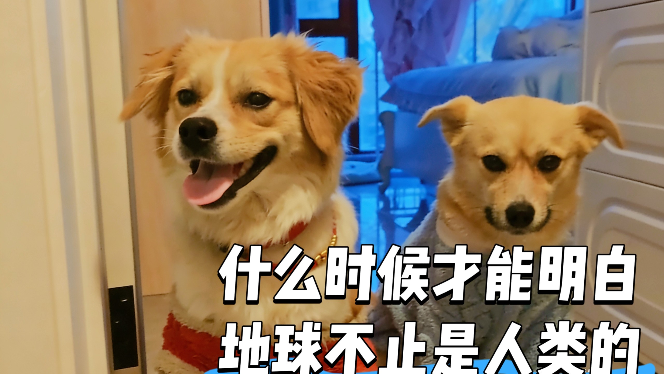 第九集《 捡了四只流浪狗后一直被恶意投诉 》