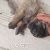 小奶狗不小心从楼梯掉下去摔死了母狗的反应让人心酸
