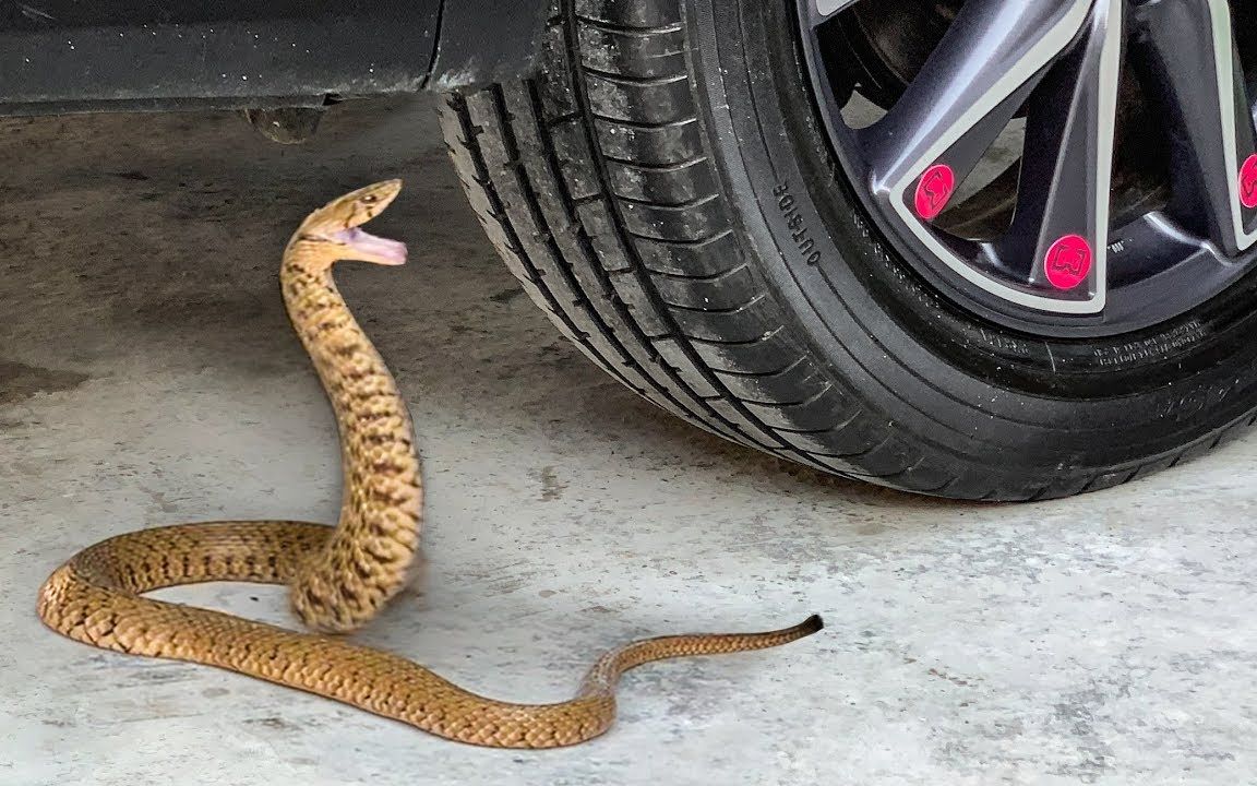 蛇在车轮下的命运将如何？