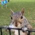 纽约公园偶遇松鼠，结果差点被抢了手机！