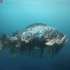 人类的未来？获奖CG动画短片：被污染的水下世界