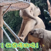 笨蛋隆隆每次都来晚了（小貘居然还一边喝奶！(′ʘ⌄ʘ‵)）（游客看得心急：加油！加油