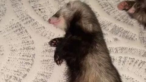 6a10e2ffedc8567e33db73a24ae44c8833882f38.jpg@480w_270h_1c