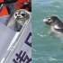 1岁海豹被放归大海，饲养员几度哽咽，小海豹跳海后绕船不舍离去