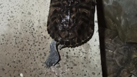 6a16cf20744eb7c9b38897598d4ca3aaac9a623a.png@280w_158h_1c_100q.jpg