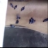 8只愚蠢贪吃鸽子在1分钟里被谷物粉碎机吞没绞死的可怕一幕