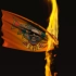 maya2018流体实例（九）：火把燃烧旗帜