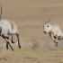 可可西里大群藏羚羊结束“产假”，带娃踏上归程