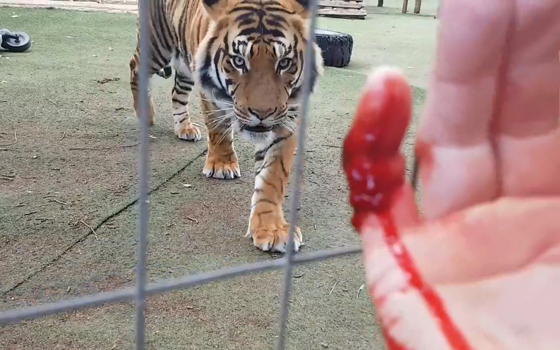 【字幕】老虎喜欢人血吗