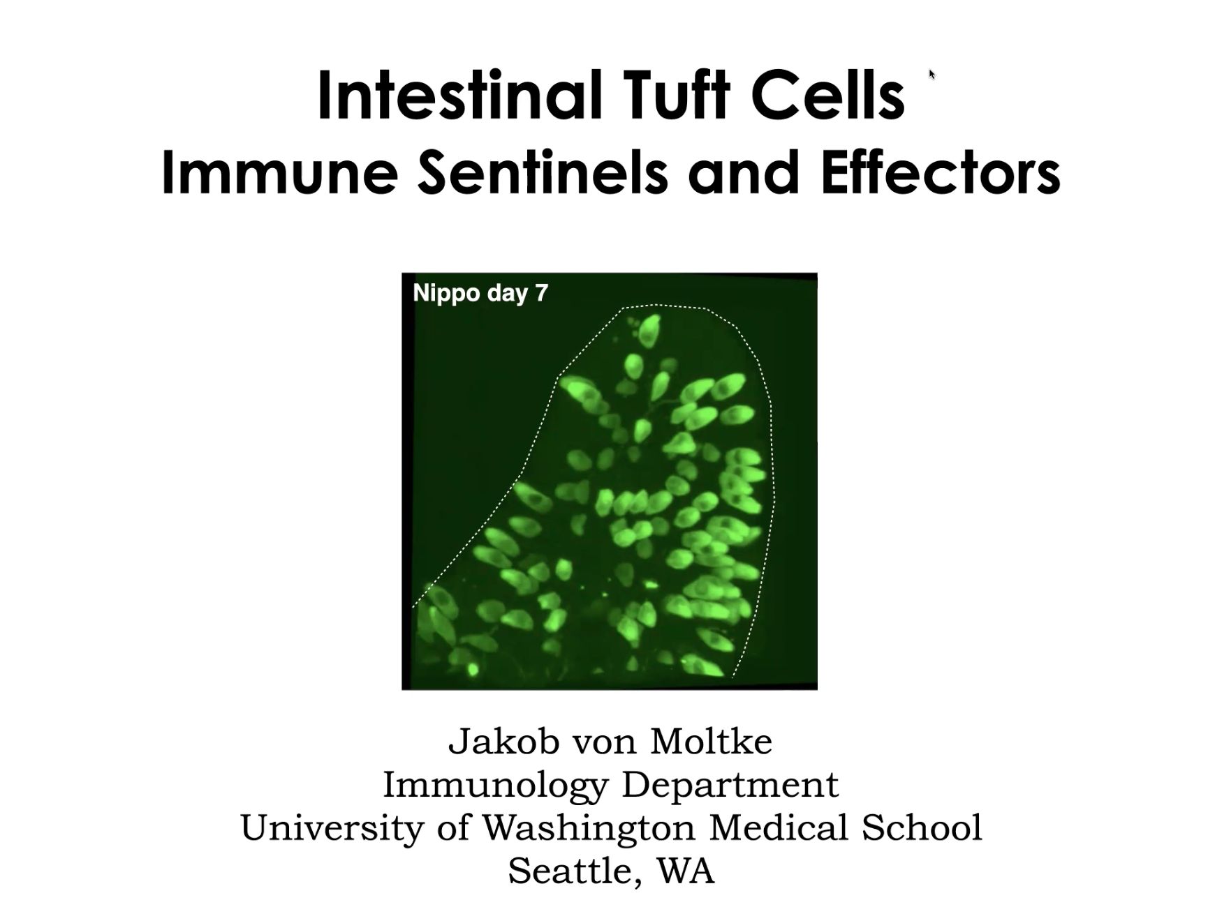 Small Intestinal Tuft Cells Sentinels and effectors of type 2 immunity