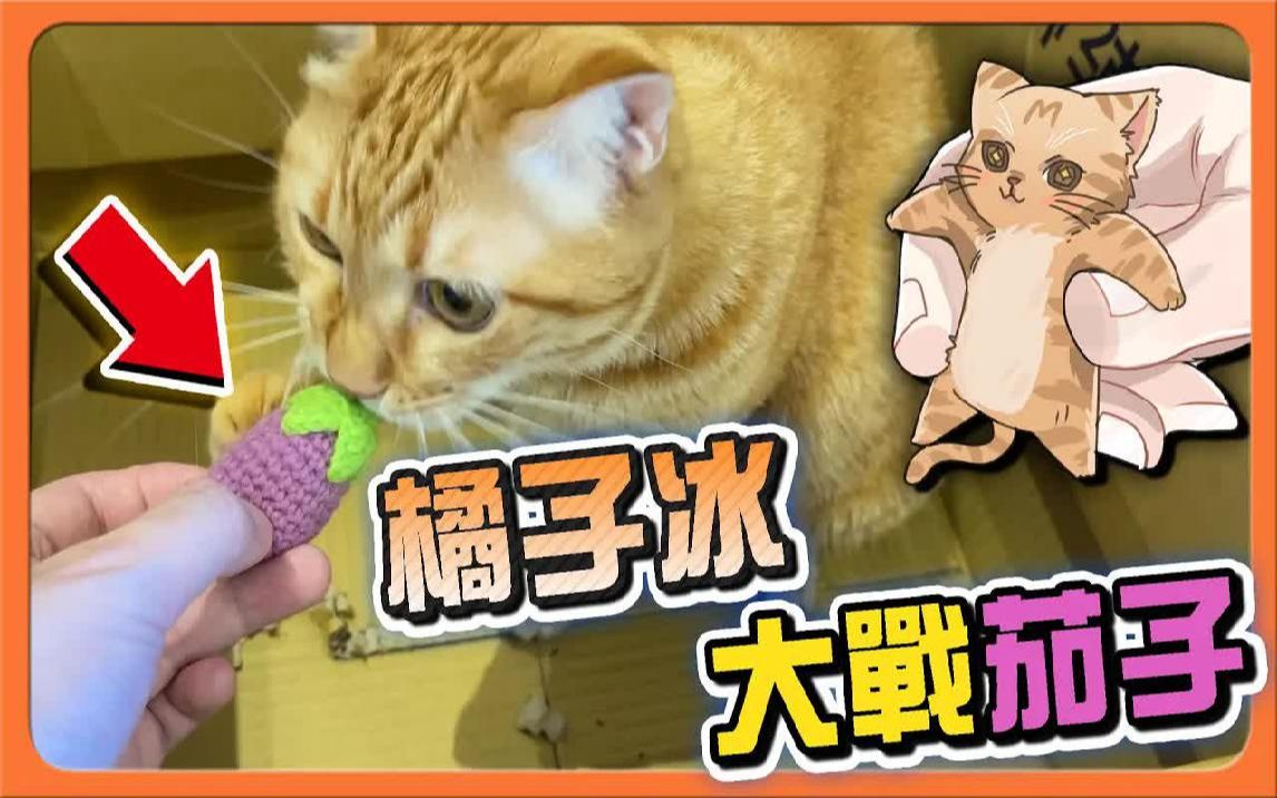 橘子冰大战茄子『橘子冰的日常』纸箱内就是猫的地盘！大口咬下去巴【巧克力】