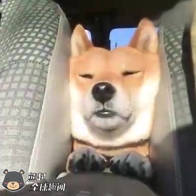 柴犬车上睡大觉_搞笑_生活_bilibili_哔哩哔哩