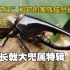 【科普】甲虫之王和它的家族成员们——长戟大兜属特辑