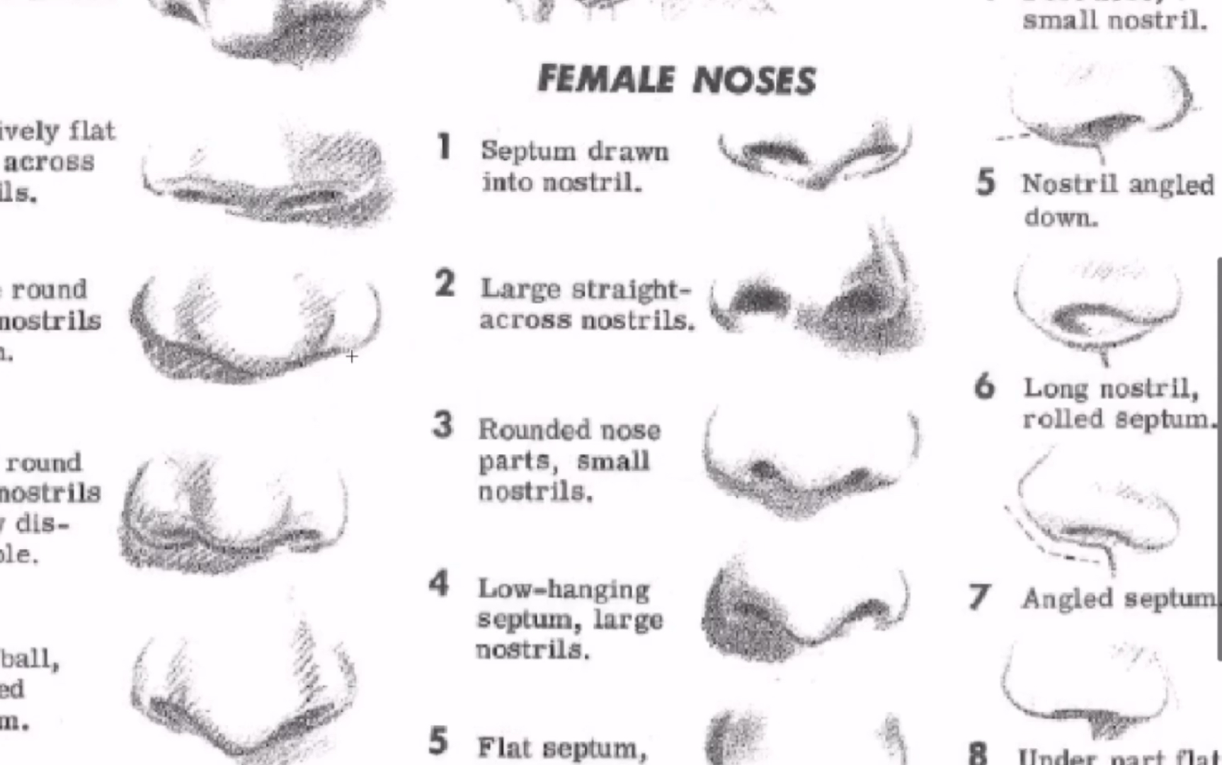 鼻子的构成与常见的鼻型讲解