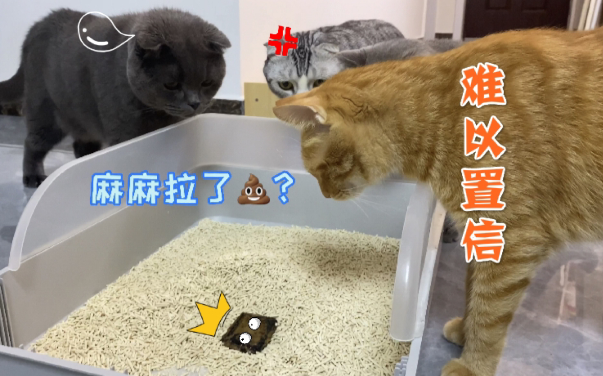 当铲屎官在猫砂盆里拉了臭臭……