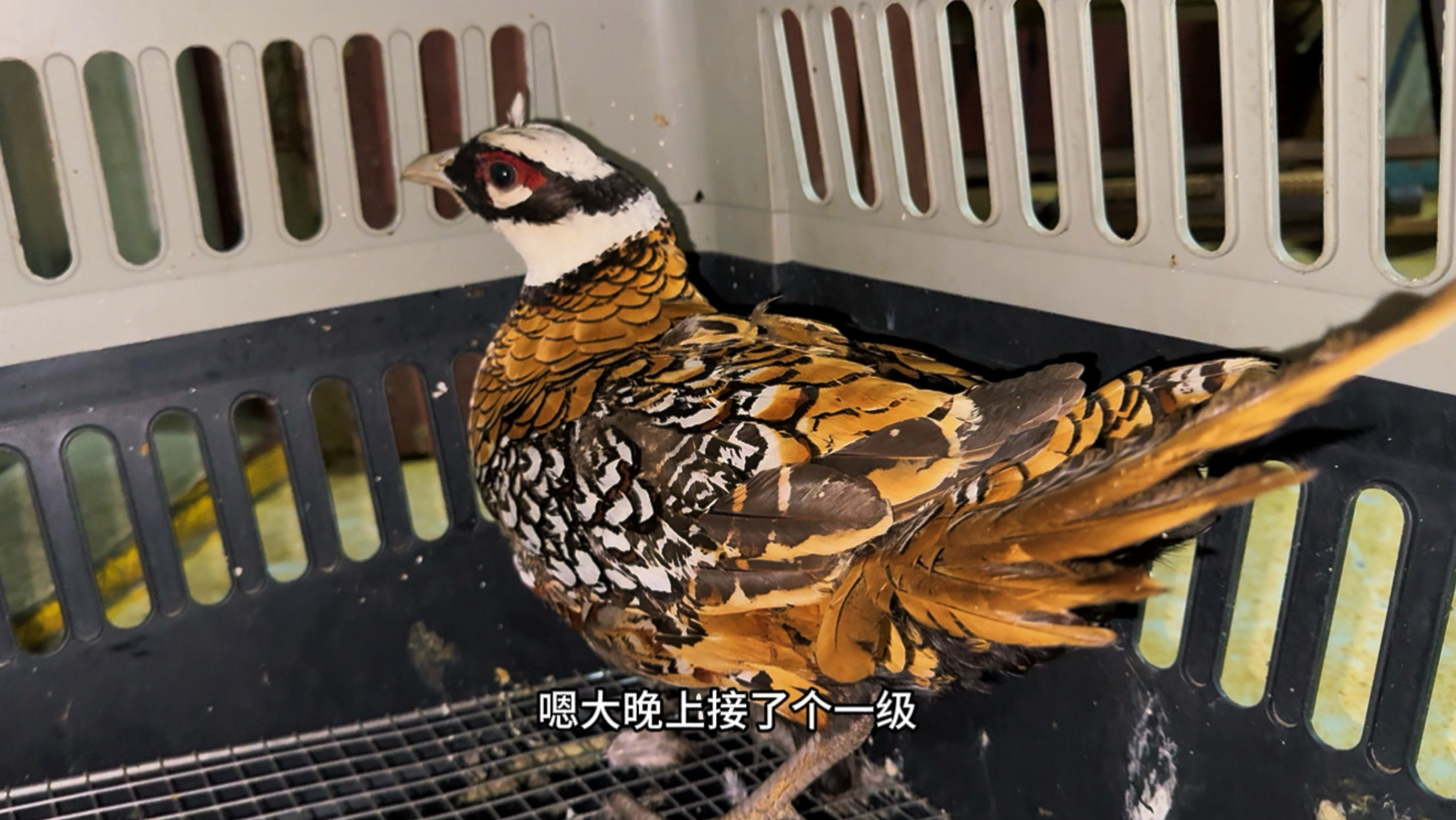 大晚上接到一只一级保护动物，白冠长尾雉！