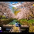 【4K HDR】放松解压：神奈川二ヶ領用水宿河原赏樱漫步 | 作者：VIRTUAL JAPAN