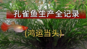 鱼的视频全程高清 6aabbb362e25670ce7d2630b0c42cd416e09fbd8.jpg@280w_158h_1c_100q.jpg